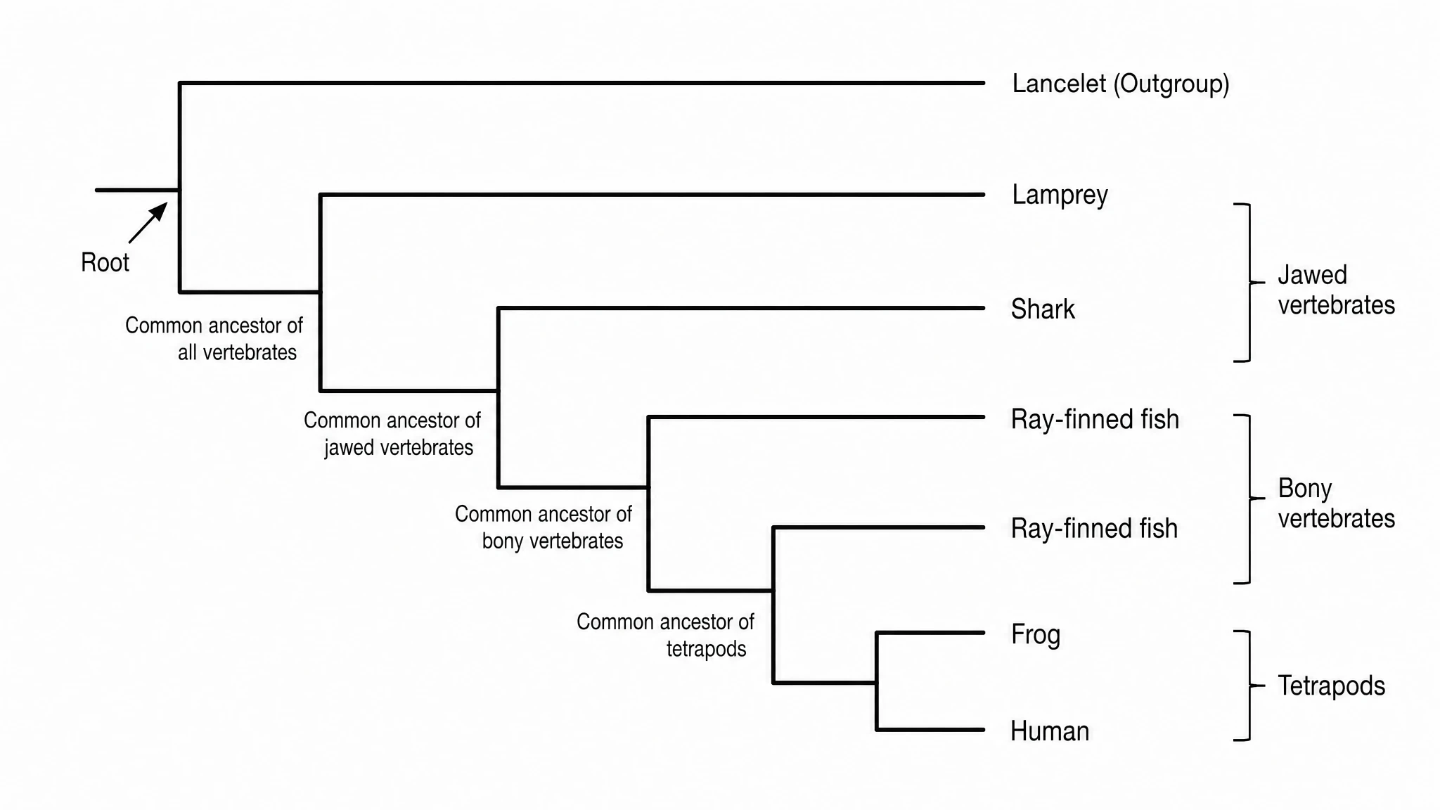 From cladograms to full phylogenies