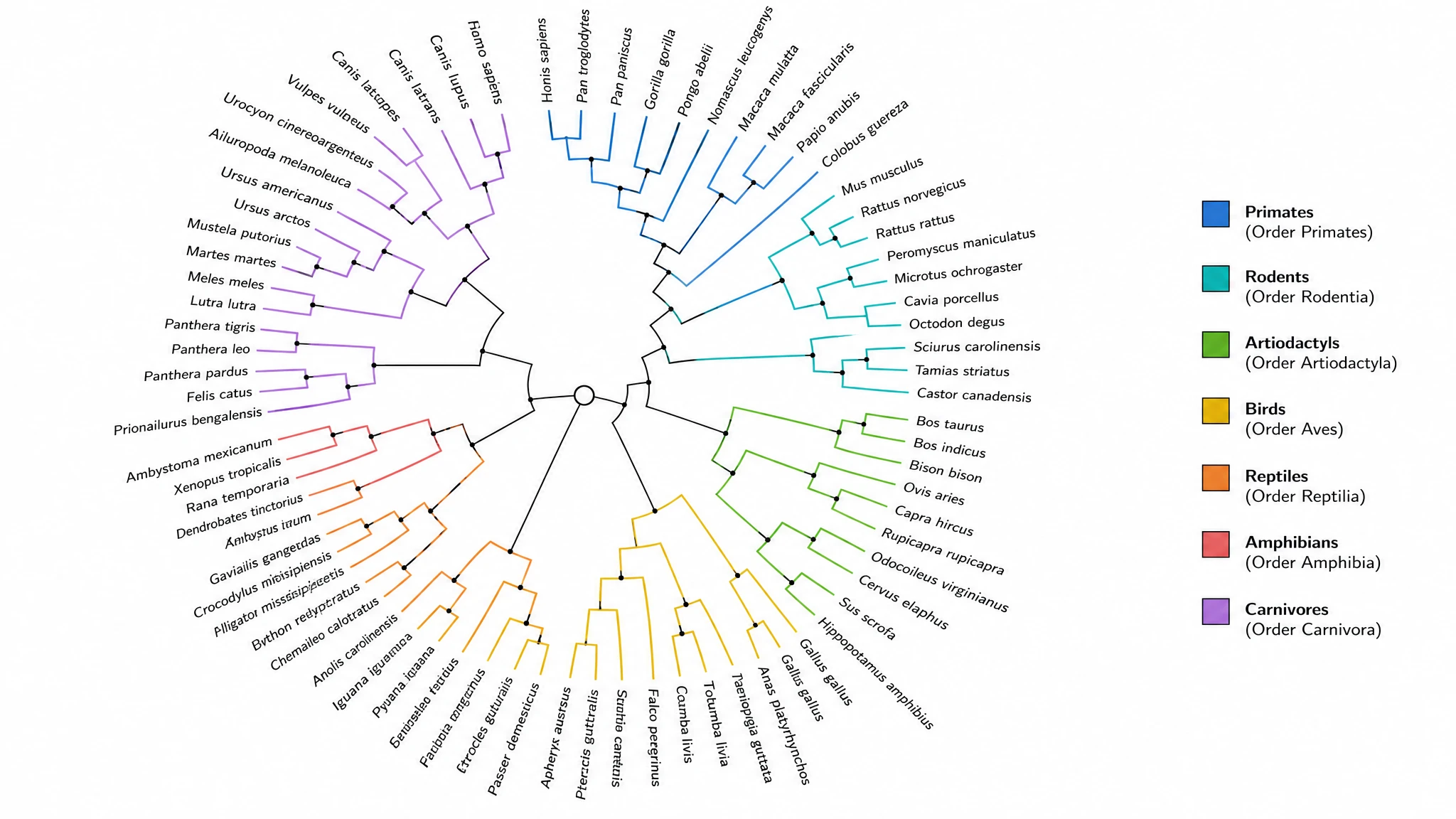 Circular radial phylogeny diagram with a central common ancestor and branches radiating outward to labeled taxa grouped into color-coded clades (Figure generated with SciFig)