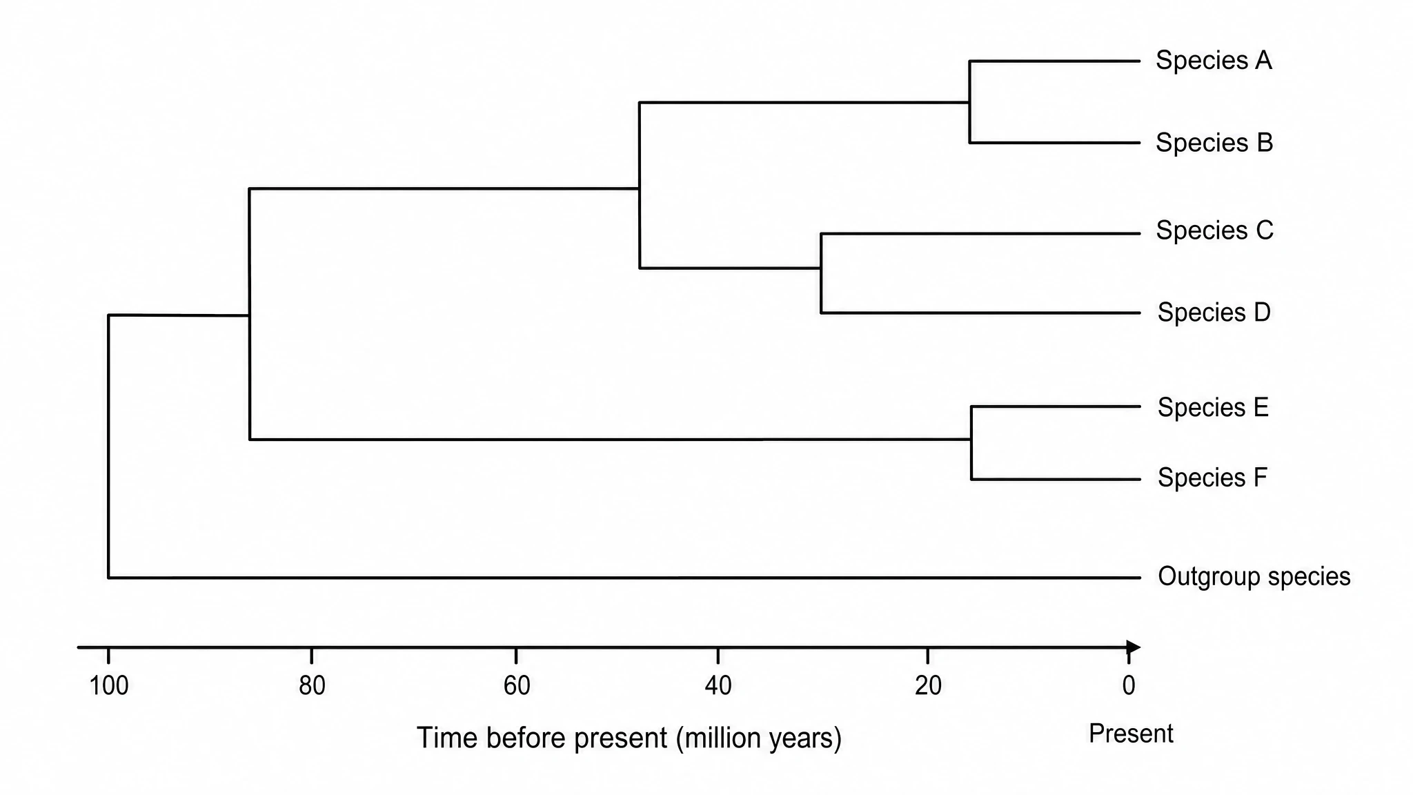 Time-scaled evolutionary tree with branch lengths proportional to time, internal nodes marking common ancestors, an outgroup at the base, and labeled taxa at the tips (Figure generated with SciFig)