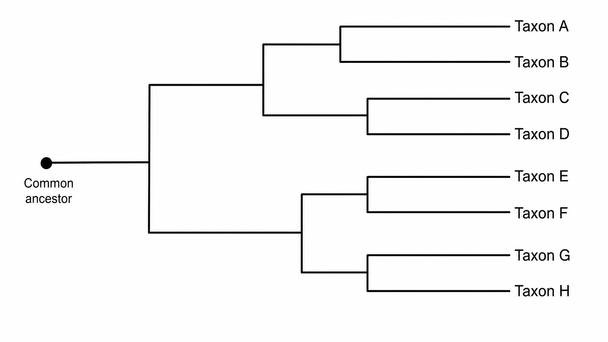 Rooted phylogenetic tree diagram with branches diverging from a common ancestor to labeled taxa at the tips, showing evolutionary relationships and clades (Figure generated with SciFig)