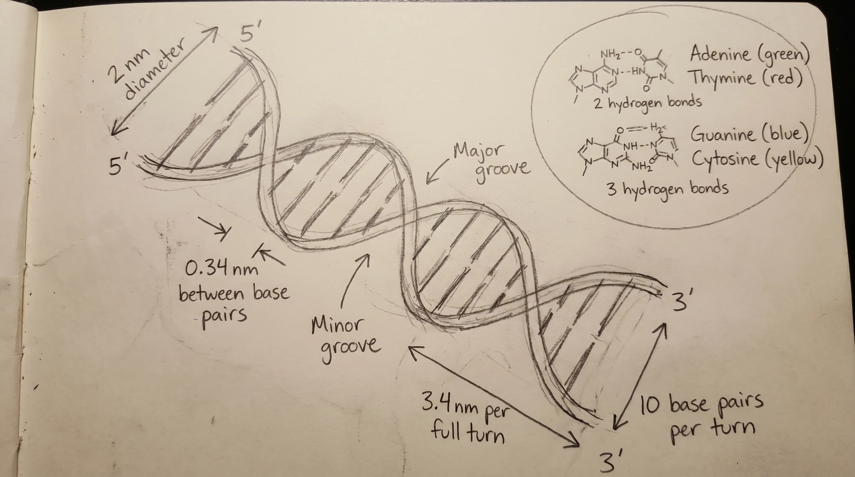 手绘科学草图